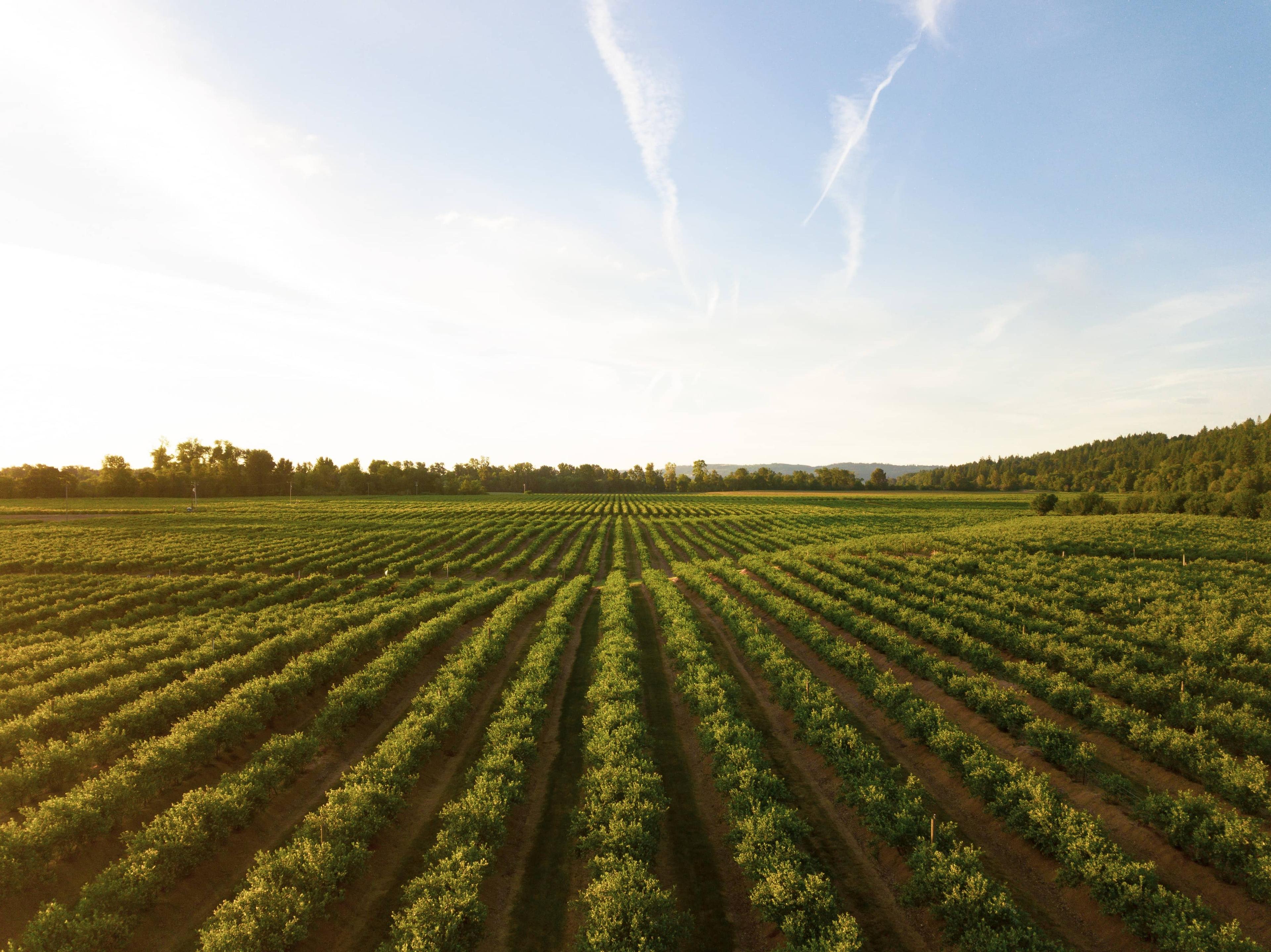 Agriculture Background Image